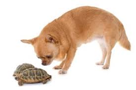 Turtles And Dogs Can They Get Along All Turtles