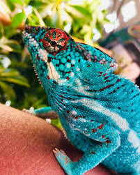 Pin By Ann Rocha On Tats Jackson Chameleon Chameleon Skateboard Wall Art