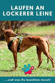 Laufen An Lockerer Leine Trainingsaufbau Hundchen Training Hundetraining Hunde Erziehen