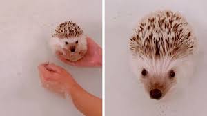adorable hedgehog takes a bath youtube