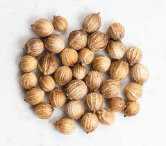 Image result for Coriandrum sativum