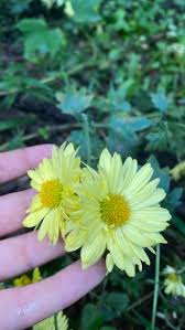 Image result for Chrysanthellum indicum