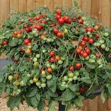 Red Profusion Tomato Seeds Tomato Seeds Tomato Vegetable Seed