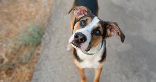 What happens if a dog eats grapes? My Dog Ate Grapes And Seems Fine Is She Ok Petcoach