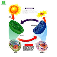 Maybe you would like to learn more about one of these? Ib Biology Connecting Cellular Respiration And Facebook