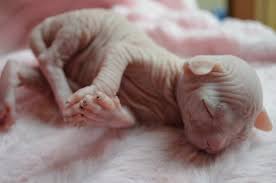 The sphynx is of medium size and body conformation with substantial weight for its size. Adoption Prices Purrbastet Sphynx Bambino Elf S