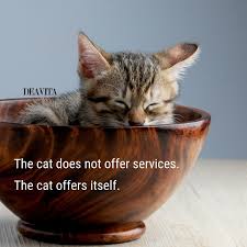 100 best cat pictures of all time 100 cat photos 100 cat pictures 1920x1080 wallpaper cat 20000 cat 20000 house cat 30 funny cat pictures 3d cat book 3d cat screensaver 3d cat wallpaper 3d paper cat 4 cats images a cute wallpaper a picher of a cat a picture of a black and white cat a picture of a cat a picture of a cat to draw adorable. Funny Kittens And Cats Quotes With Adorable Photos