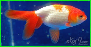 Pin Di Ikan