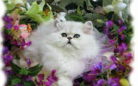 Download Wallpaper Kucing Imut Wallppapers Gallery Gambar Kucing Lucu Wallpaper Kucing Kucing