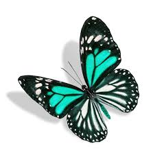 Maybe you would like to learn more about one of these? What S The Meaning Of A Blue Butterfly And What Does It Signify Mysticurious