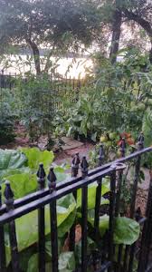 Maybe you would like to learn more about one of these? Preen Vegetable Garden Natural Weed Preventer 5 Lb Fred Meyer