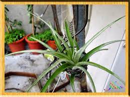 鄉野幻境 空氣鳳梨 tillandsia brachycaulos 貝可利 tillandsia plants