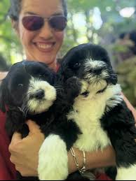 Adorable Apple the Bernese Water Dog! This sweet, playful girl will be 8  weeks old