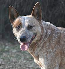 Australian Cattle Dog Information Dog Breed Facts Dogell Com