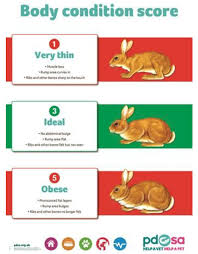 Pet Rabbit Welfare Guidance Gov Scot