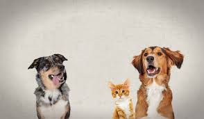 Debbie's been featured in writer's digest, the san diego reader, and. Mexivet Express