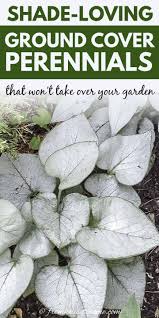Here are some of the most popular shade ground covers. Shade Ground Cover Perennials That Will Keep The Weeds Down Gardening From House To Home