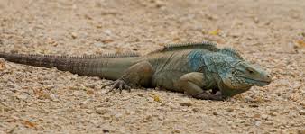 Join mailing list for hatchling notification. Blue Iguana Wikipedia