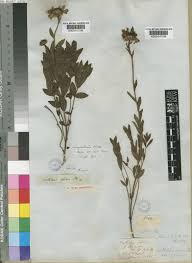 Image result for Callilepis laureola