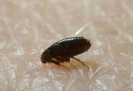 10g cockroach kill roach bait gel poison diy syringe home kitchen office use. How To Prepare For Flea Control Service