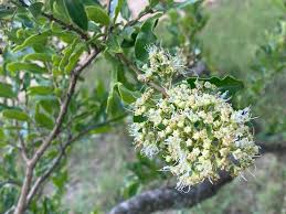 Image result for Galpinia transvaalica