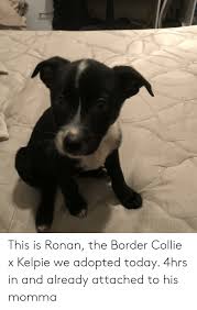 This Is Ronan The Border Collie X Kelpie We Adopted Today 4hrs In And Already Attached To His Momma Border Collie Meme On Me Me The border collie is smart, energetic, alert and hardworking. meme