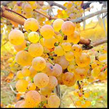 Casa de vanzare situata in comuna prundeni,sat calina la 200 metri de intrarea in dragasani,la strada principala.casa este din caramida,3 camere baie,bucatarie,beci,termopan,izolata termic cu poliestern,apa curenta de la retea fantana in curte,canalizare,curent, internet, cablu tv,gaze,centrala. Vand Struguri 2 Lei Kg Tel Vin De Dragasani Facebook