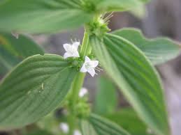 Image result for Spermacoce arvensis