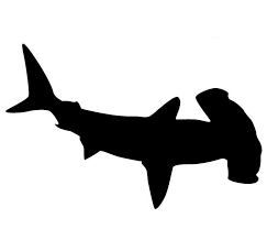Black And White Hammerhead Shark Tattoo Shark03 Jpg 704 603 Shark Silhouette Hammerhead Shark Silhouette Art