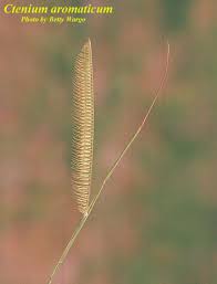 Image result for Ctenium