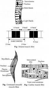 Class 11 skeletal, smooth muscle. Ncert Solutions For Class 9 Science Chapter 6 Tissues Cbse Tuts