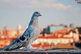 dunyadaki en pahali 7 kus turu tozlu bilgi types of pigeons pigeon dog cat