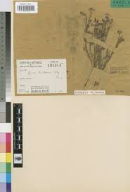 Image result for Gnidia involucrata