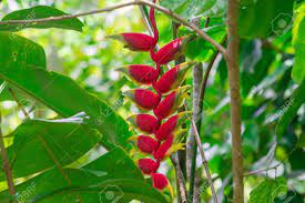 Hanging Lobster Claw Heliconia Rostrata Flower Isolated On Stock Photo Picture And Royalty Free Image Image 83471775