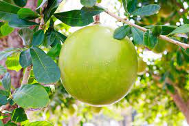 Maybe you would like to learn more about one of these? 1 255 Calabash Tree Photos Free Royalty Free Stock Photos From Dreamstime