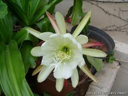 Image result for Epiphyllum