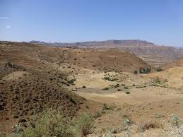 Image result for Discopodium penninervium