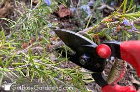 Image result for rosemary pruning