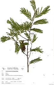 Image result for Acacia adenocalyx