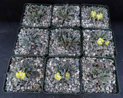 Image result for Nananthus