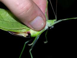 Still not sure about grasshopper? Felt A Bite From A Grasshopper Butt Is This Normal Redditjs