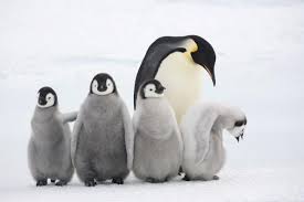 As of nov 12 21. Top 10 Facts About Emperor Penguins Wwf