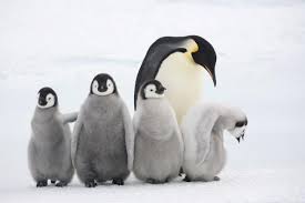 The emperor penguin is the tallest and heaviest type of penguin. Top 10 Facts About Emperor Penguins Wwf