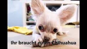 Hau sie alle in die pfanne! Oberteil Fur Hund Nahen Youtube