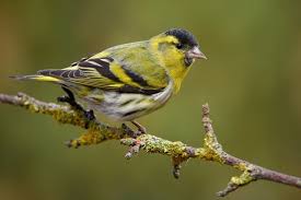 Black Bird With Bright Yellow Belly Garden Pavilion Powerscourt Estate Siskin Birds Black Bird