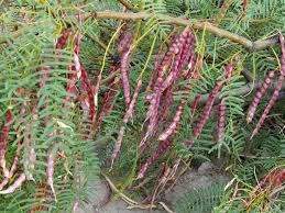 Image result for Prosopis glandulosa