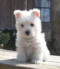Teacup Westie Puppies 1000 Ideas About B Westie Puppies B On Pinterest B Westies B B West B Westie Puppies Westie Dogs Terrier Puppies