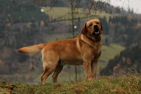 Unsere foxred labradorhündin leila ist unser einziger hund, und wir lieben und. Labrador Foxred Labrador Welpen Gebraucht Kaufen Landwirt Com