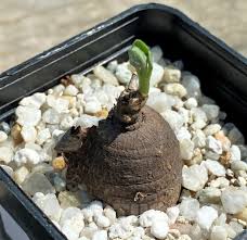 Image result for Pterodiscus angustifolius