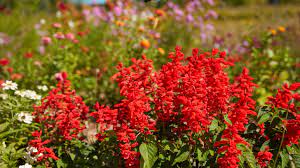 Maybe you would like to learn more about one of these? Fall Flowers To Plant For Autumnal Color